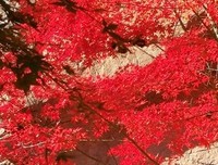 又见紫藤