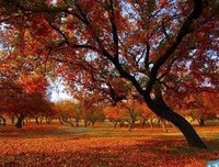 作文使用好词好句