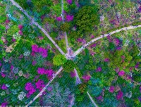 描写百花齐放的语句摘抄