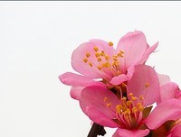 又是一年花开时