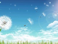 蒲公英的约定