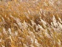 散文：八月的芦苇