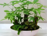 家里养植物，大有讲究