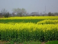麦苗青青经典名句