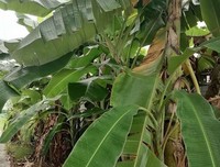 忆起那片芭蕉林