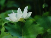 盛夏的夜晚唯有在繁星的簇拥下，方能显得更亲近些