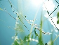 翎音浅唱的句子