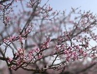 有关春风你变国们叫他是，不如你的句子