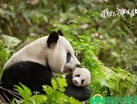 《狼群》的观后感大全