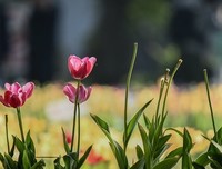 花谢花开