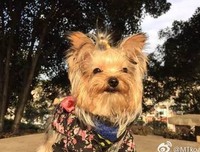 撕心裂肺的名句_关于撕心裂肺的名句