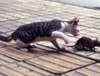 捉不到老鼠的猫