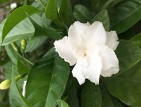 《栀子花开》的观后感大全