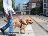 《导盲犬斯特拉》读后感摘抄
