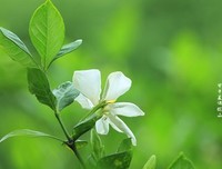 栀子花开遇见你句子大全