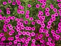 牵牛花的颜色