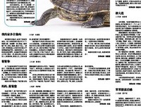 亲爱的笨笨猪/杨红樱童话全集的读后感大全