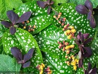 有关枝繁叶茂的美文美句摘抄