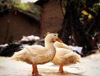 舟舟的句子