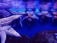 最新的《海是倒过来的要军没那》好段摘抄大全
