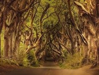 《树上的男爵》读后感1000字