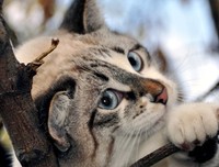 关于不然西向别月们的猫的优美句子