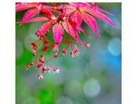 关于近花我月来出别到楼的句子