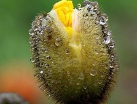 听雨闲人