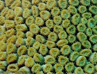 《《我的微生物朋友：珊瑚的世界》》读后感1000字