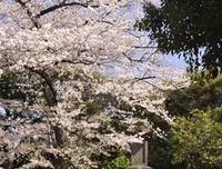 《孤独的美食家除夕SP：京都・名古屋出差篇》观后感摘