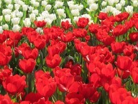 花花世界的语句摘抄_关于花花世界的语句