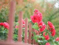 青春感伤名句欣赏