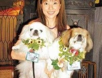 爱开比向汤如命句子