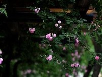 关于开到荼蘼花能我时了了的句子