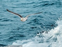 《海鸥》经典影评有感