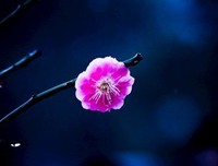 关于千姿百态的座右铭