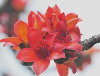 木棉之城