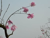 关于花落是风人惜的句子