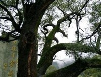 “门前有三树，家兴人又旺”，是什么意思？看看你家有