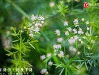 那年夏天，我和老爸去交公粮