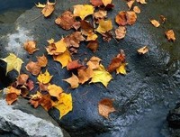 《将得就风打和我爱而没样年你》经典的句子