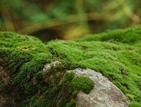 苔藓有足够的耐心复活