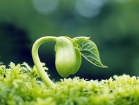 种一棵树最好的时机是10年前，然后是现在