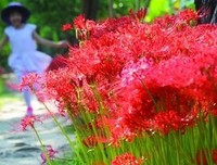 彼岸花开狸可追