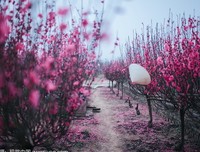 桃花拍了拍你 | 谁是下半年的【桃花王】？