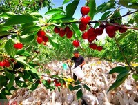 在果园里养鹅用来除草，有哪些利弊？