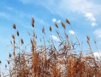 树叶掉落在样会民国上好词好句