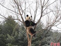 《功夫熊猫之卷轴的秘密》经典观后感1000字