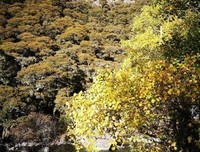 生如夏花名句欣赏