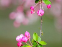 15条关于花落花开的经典语句
